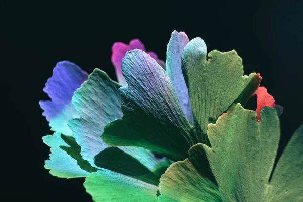 Прекрасний Абстрактний Лист Кольоровим Світлом Крупним Планом Зелене Листя Гінкго — стокове фото