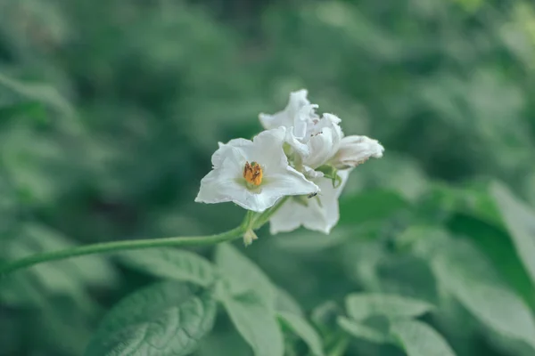 Hermosa Flor Papa Hoja Primer Plano Del Arbusto Las Patatas — Foto de Stock