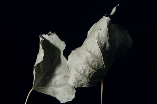 Beautiful faded old one leaf o a black. Minimalism autumn style concept. Background pattern for design.
