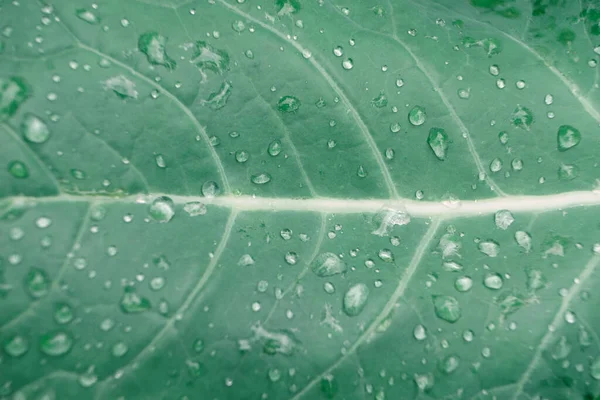 Çiftlikteki Güzel Taze Brokoli Yaprakları Arka Plan Tazeliği Sebzedir Makro — Stok fotoğraf