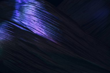 Güzel soyut yaprağı renkli neon ışıkta kapat. Minimalizm modern tarz konsepti. Tasarım için karanlık arkaplan deseni. Makro fotoğrafçılık görünümü.