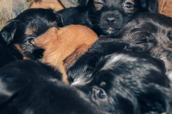 Old dog feeds three so puppies Black and white, White-red, Gray.