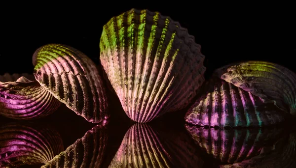 ネオンライトで美しい海の古い貝殻 ミニマリズムレトロなスタイルのコンセプト デザインの背景パターン — ストック写真
