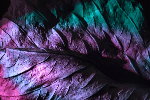 Close Beautiful Abstraction Leaf Texture Purple Neon Light Minimalism Retro — ストック写真
