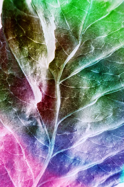 美しい抽象的な葉の質感ネオンライト ミニマリズムレトロなスタイルのコンセプト デザインの背景パターン マクロ写真ビュー — ストック写真