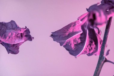 Renkli ışıkta solmuş çiçekleri kapat. Neon ışıkta çok güzel bir bitki. Minimalizm retro tarzı konsept. Tasarım için arkaplan deseni.