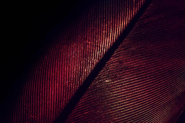 Close Beautiful Red Bird Feather Background Pattern Texture Design Macro —  Fotos de Stock