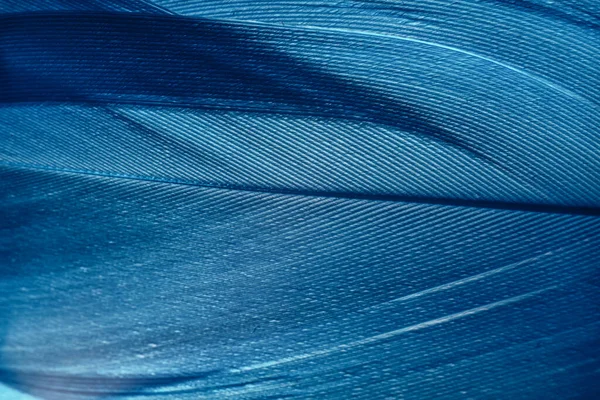 Beautiful Blue trends feather pattern texture background. Macro photography view.	