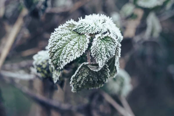 Cerca Hermosas Hojas Heladas Sobre Fondo Borroso Naturaleza Para Diseño — Foto de Stock