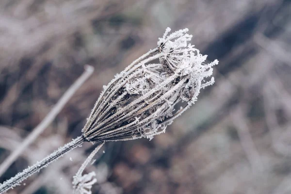 Frozen white wild carrot flowers of a wild greater burdock. Nature background pattern texture for design.