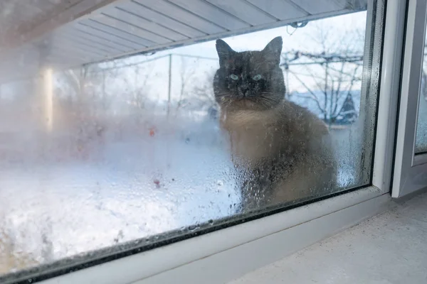 Frosty Vinterdag Katt Utomhus Tittar Genom Fönstret — Stockfoto