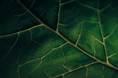 Güzel yeşil doku arka planı. Kesilmiş yeşil yaprak desenli. Tasarım için soyut doğa devriyesi. 