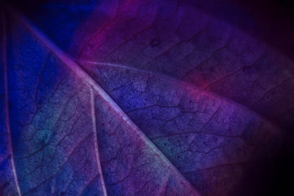 Close Beautiful Abstract Leaf Colorful Light Minimalism Modern Style Concept — Stock Photo, Image