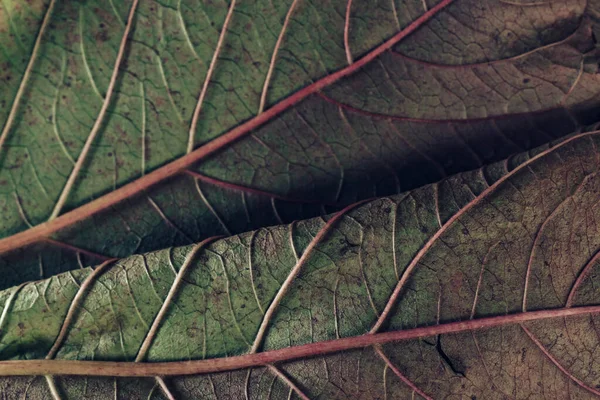 デザインのための美しい葉の質感パターンの背景 マクロ写真ビュー — ストック写真