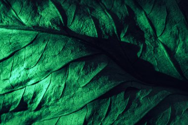 Güzel soyut yaprak dokusunu yeşil neon ışıkla kapat. Minimalizm retro tarzı konsept. Tasarım için arkaplan modeli. Makro fotoğrafçılık görünümü.