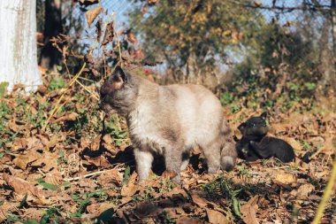 Tayland kedisi sonbaharda kumsalda yeşil çimlerin arasında yürüyor. 