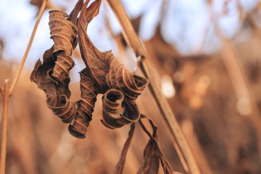 Güzel soyut solmuş yaprak. Eski bir çiçek yapraklarını kapat. Tasarım için arkaplan modeli. Sonbahar. 