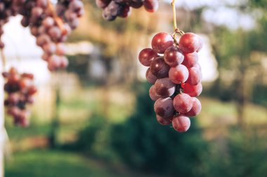 Tasarım için Güzellik Üzüm Arkaplanını Kapat.