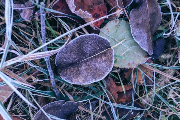 Cerca Hermosa Superficie Fondo Planta Congelada Invierno Otoño — Foto de Stock