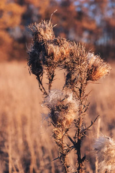 Photo of dry flower Arctium lppa, large burdock. Close-up of a dry flower at sunset. flower foliage