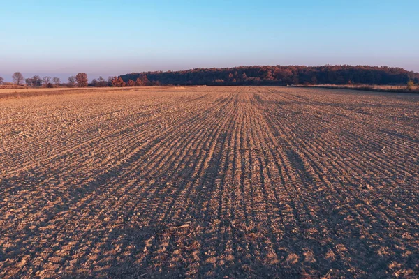 Žlutý Východ Slunce Ranním Lese Pohled Přírodu — Stock fotografie