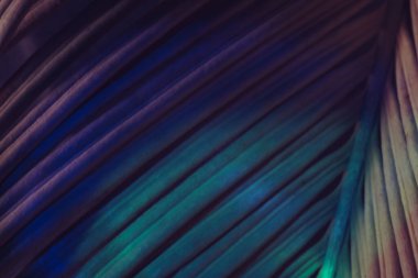 Çok renkli ışıkta güzel palmiye yaprağını kapat. Minimalizm retro tarzı konsept. Tasarım için arkaplan dokusu. 