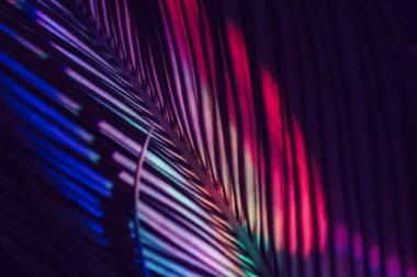 Güzel palmiye yaprağını renkli ışıkta kapat. Minimalizm retro tarzı konsept. Tasarım için arkaplan dokusu. 