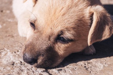 Evsiz, güzel köpek yavrularını kapatın..