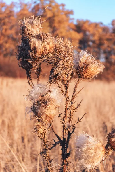 Photo of dry flower, large burdock. Close-up of a dry flower at sunset. Dry flower foliage