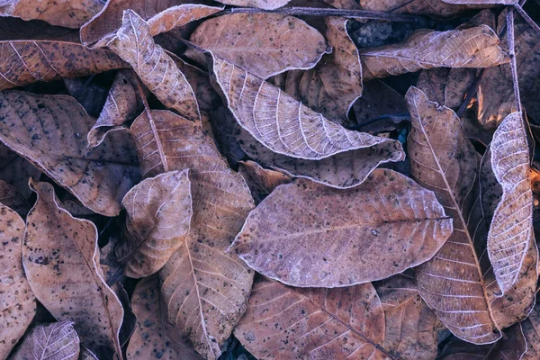 Закріплений Браун Фрозен Залишає Фонову Текстуру Яка Символізує Зиму Осінь — стокове фото