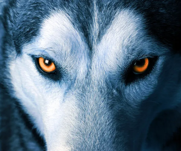 Eyes of wolf — Stockfoto