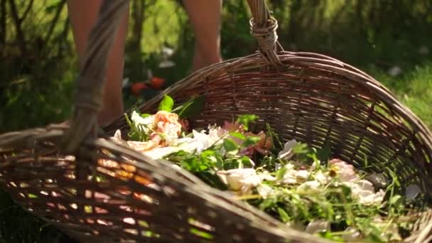 Recogiendo pétalos de rosa de té. De cerca retrato de una niña con una podadora corta rosas amarillas marchitas de un arbusto en su jardín. Concepto de jardinería y hobby — Vídeo de stock