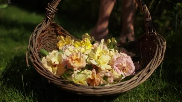 Συλλογή από ροδοπέταλα τσαγιού. Καλάθι με λουλούδια από κίτρινα τριαντάφυλλα. Γυναικεία χέρια ρίχνουν κομμένα λουλούδια σε ένα καλάθι — Αρχείο Βίντεο