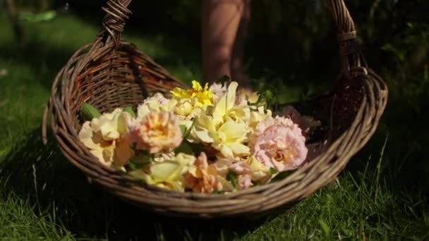 Rieten mand met gele rozenblaadjes. Close-up plukken van thee rozen voor jam of marshmallow. Tuinieren en tuinbouw — Stockvideo