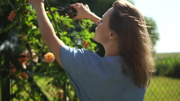 Close up portrait of adult woman gardener cuts a yellow rose with a pruner. Girl cuts wilted roses from a bush, gardening hobby concept — Stock Video