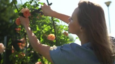 Kadın bahçıvan, sarı bir gülü budama makinesiyle keser. Kırsal bir bahçede bir kızın portresi. Kadın çay güllerini keser ve koklar.
