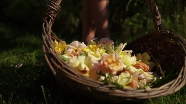 Cesto di vimini con petali di rosa gialli. Primo piano raccogliendo rose di tè per marmellata o marshmallow. Giardinaggio e orticoltura concetto — Video Stock