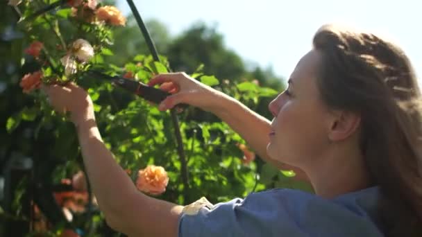 Schließen Porträt einer Frau pflückt gelbe Rosen mit Beschneider im Garten und legte sie in einen Korb. Sonniger Tag, Muttertag, glückliches Familienwochenende — Stockvideo