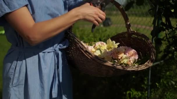 Woman gardener cuts a yellow rose with a pruner. Beautiful girl in a denim board cuts flowers on a hot summer day. Woman gardener cuts yellow roses with pruning shears — Stock Video