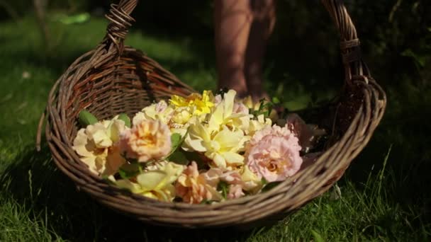 Pétalos de rosa de té amarillo en una canasta en verano al aire libre. Cosechando en el jardín. Jardinería hobby concepto — Vídeos de Stock