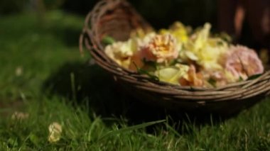 Sarı gül yapraklı sepet. Reçel ya da marşmelov için çay gülleri topluyorum. Bahçıvanlık ve bahçıvanlık kavramı