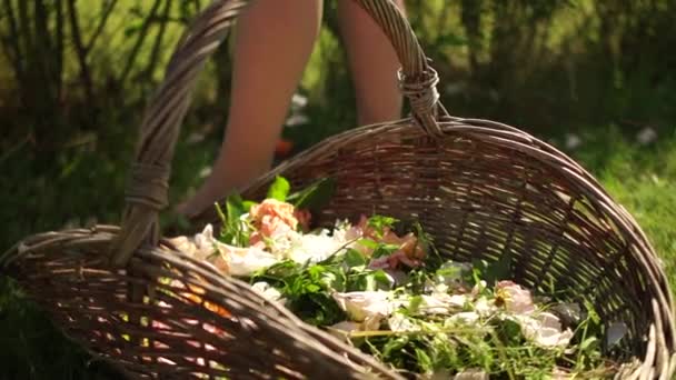 Woman cleans a rose bush by cutting off wilted flowers. Close-up basket with rose petals. Harvesting rose petals — Stock Video