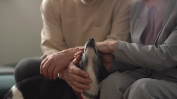 Щаслива пенсія. Пара щасливих пенсіонерів, чоловік і дружина, погладжують свою чорно-білу монгольську собаку, сидячи на дивані вдома — стокове відео