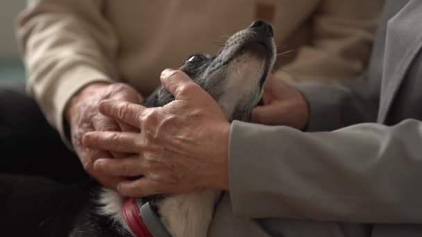 Close-up das mãos enrugadas de um casal idoso irreconhecível olhando para o focinho de seu animal de estimação, cão rafeiro preto e branco — Vídeo de Stock