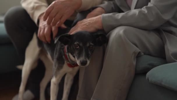Zbliżenie pomarszczonych rąk nierozpoznawalnej pary starców głaskających i pieszczących swojego psa, czarno-białego kundla — Wideo stockowe
