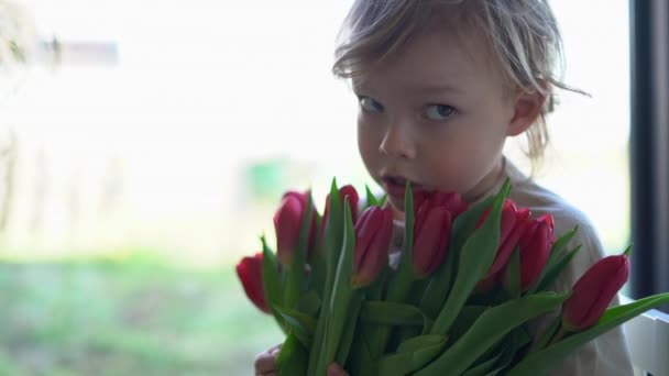 Bir buket pembe lalesi olan küçük bir çocuk. Çiçek yeteneğine sahip bir çocuk. Kapalı mekanda kırmızı laleleri olan kızlar için bir hediye. — Stok video