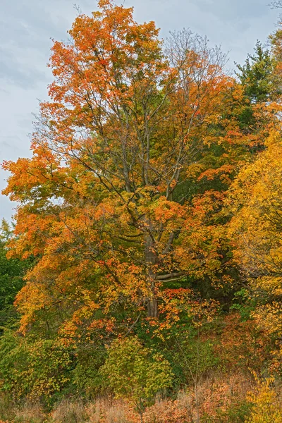 Herfst kleuren, bladeren en bomen — Stockfoto