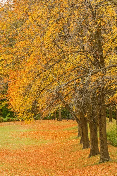 公園の紅葉 — ストック写真