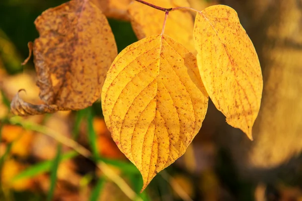 Herfst kleuren, bladeren — Stockfoto