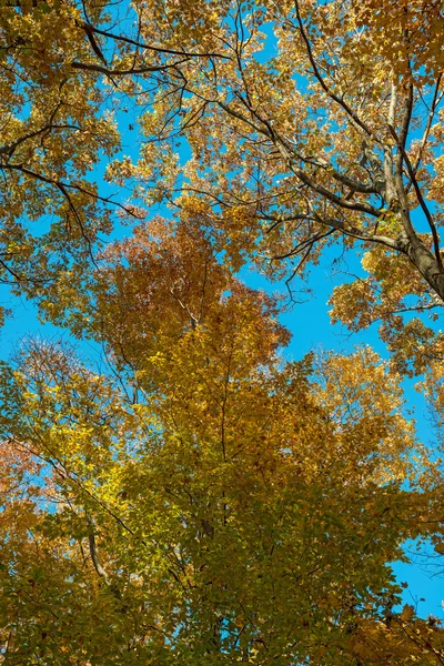 Herbst in Kanada — Stockfoto